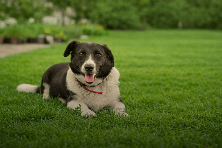 Natural Look Turf