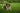 Dog lying on grass with a blurred green background
