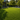 Marbella 51 artificial turf product photo for refined premium lawns and upscale outdoor spaces