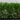 Riviera 48 premium artificial turf for luxury lawns