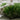 Riviera 48 premium artificial turf for luxury lawns