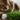 Riviera 48 premium artificial turf for luxury lawns
