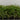 Montara 55 artificial turf product photo for luxury high-profile lawns and premium outdoor spaces