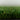 Augusta 15 putting green artificial turf product photo for golf practice and premium outdoor installations