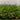 Sonora 28 artificial turf for backyards in Ontario