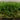 Ventura 40 artificial turf for family outdoor spaces